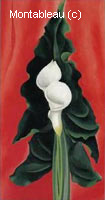 Calla Lilies on Red