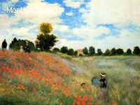 Coquelicots à Argenteuil