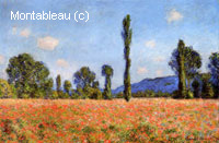 Champ De coquelicots