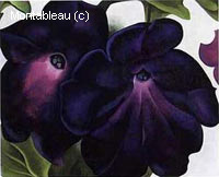 Black Petunia