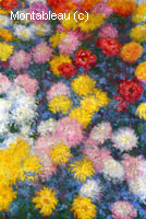 Chrysanthemums