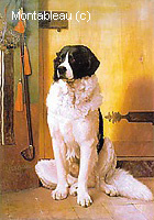 Etude d'un Chien