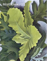 Green Oak Leaves