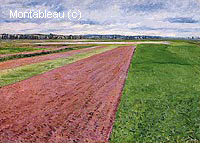 Champ Jaune et Rose, dit aussi Les Champs, Plaine de Gennevilliers, Etude en Jaune et Rose