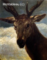 Tête de Cerf