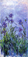 Iris Lilas