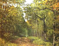 Avenue de Châtaigniers près de la Celle-Saint-Cloud