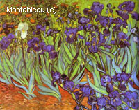 Iris (Saint-Rémy)