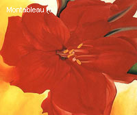 Red Amaryllis